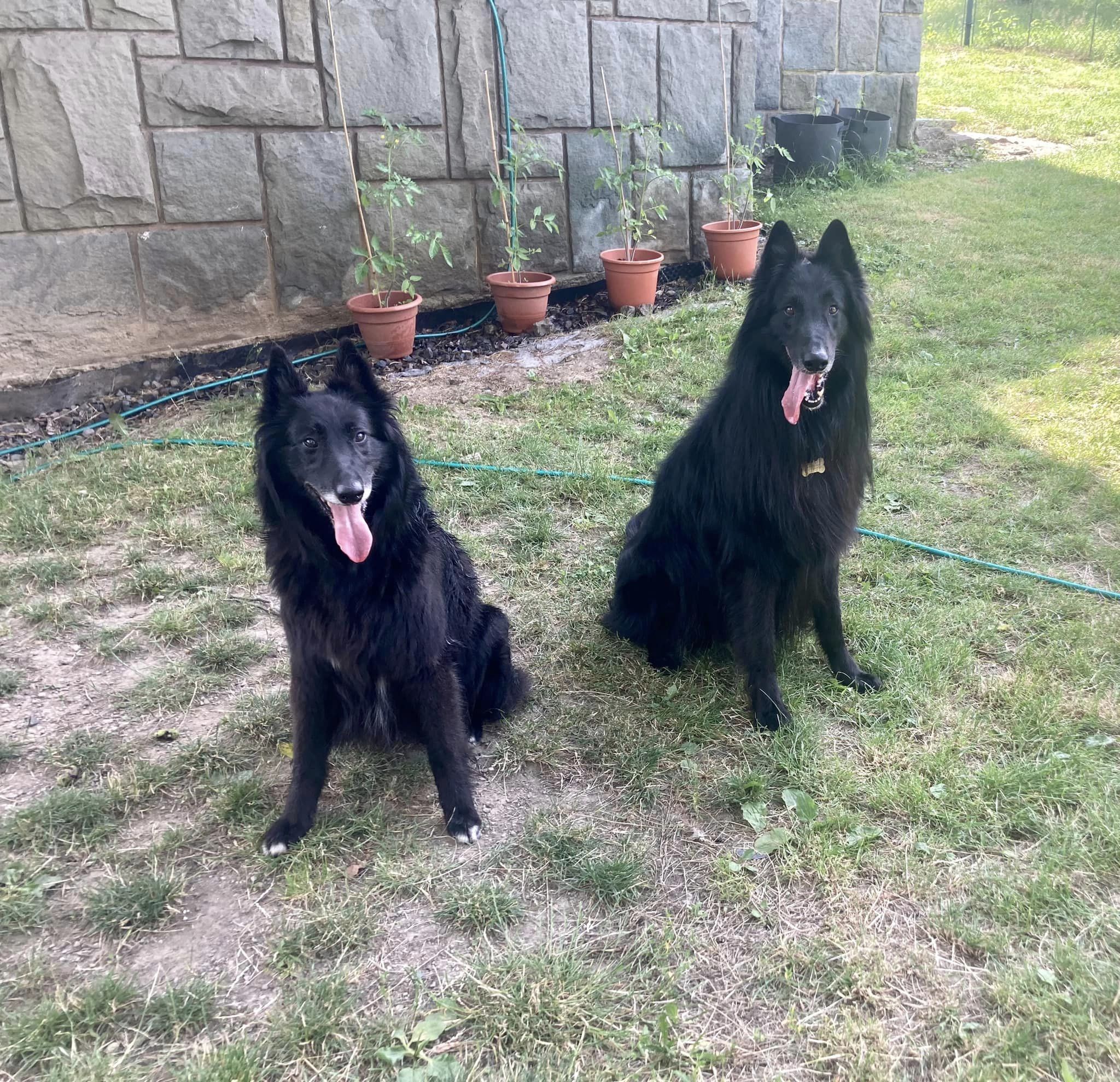 Furcas a Ronja