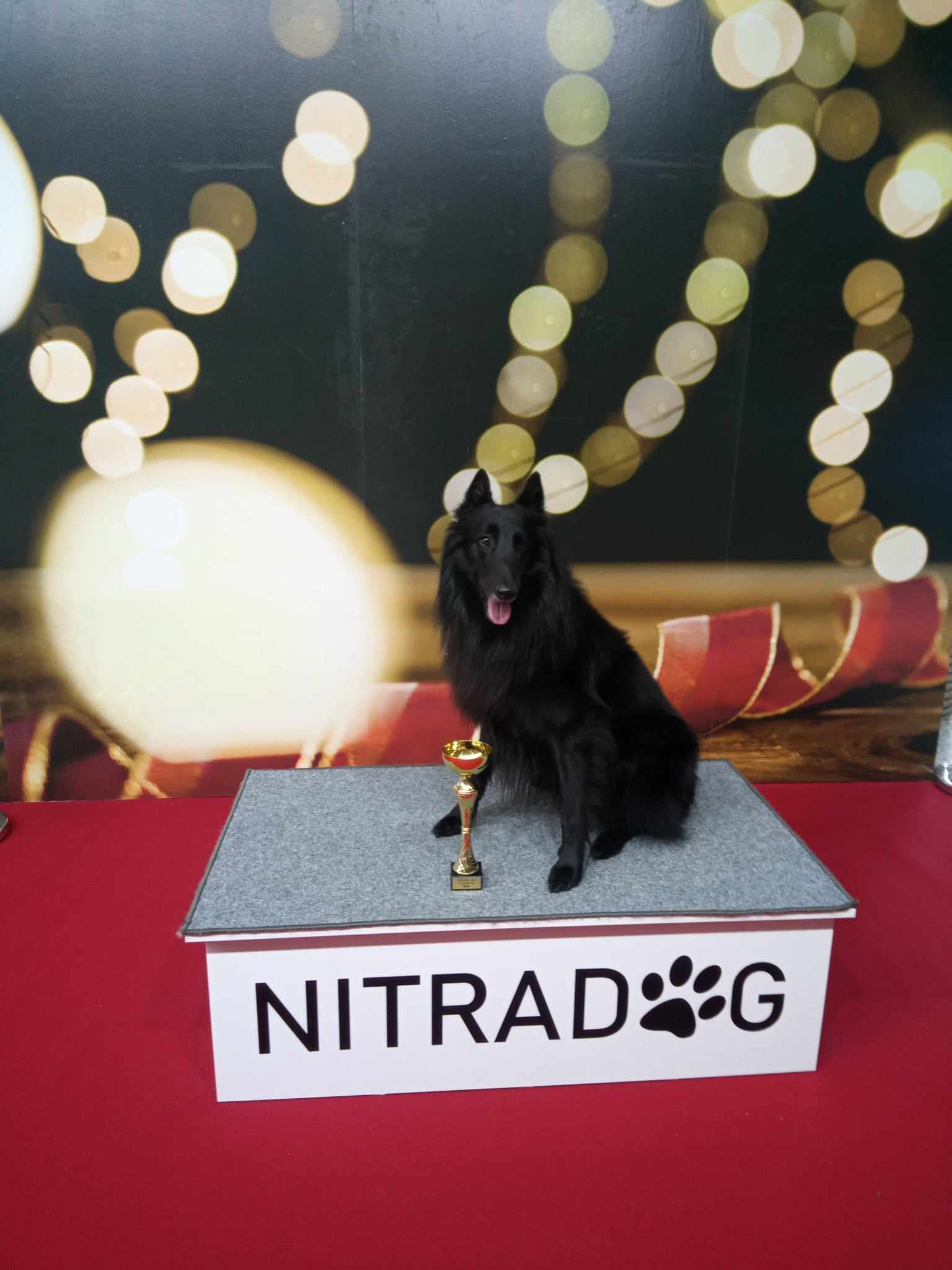 4.5 years, Nitradog – BOB