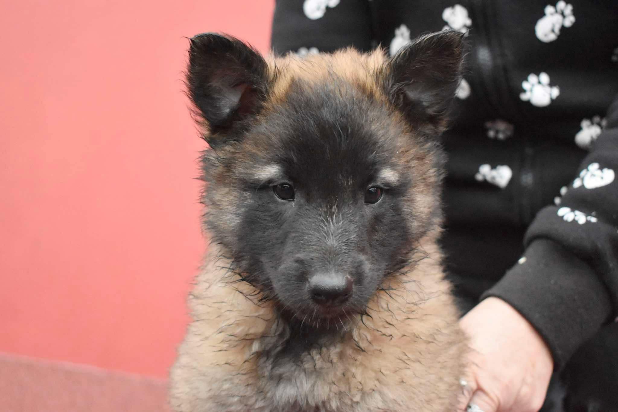 8 weeks old 2