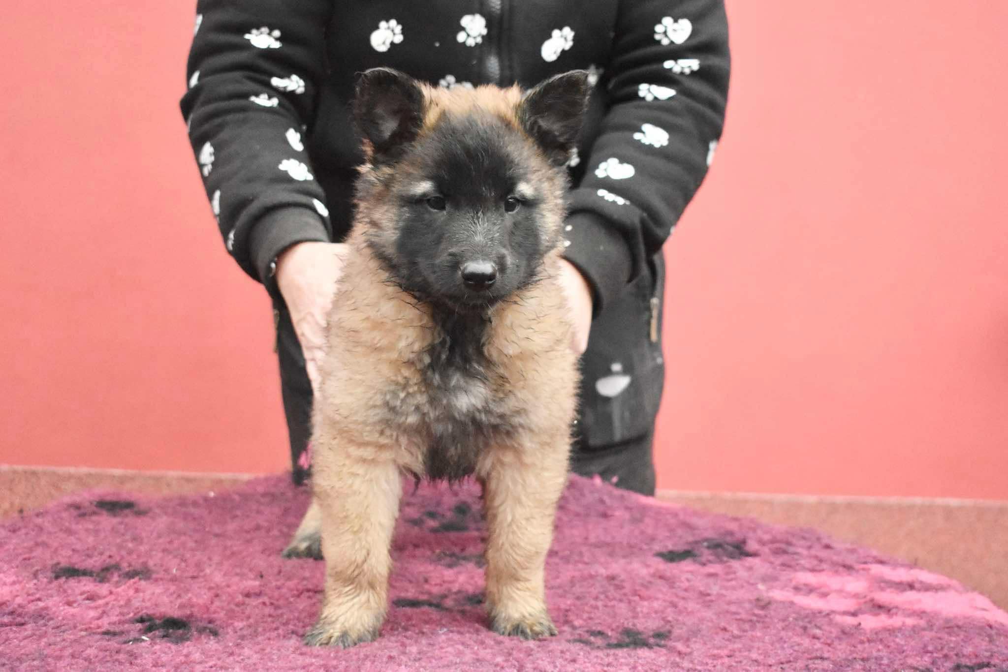 8 weeks old 3
