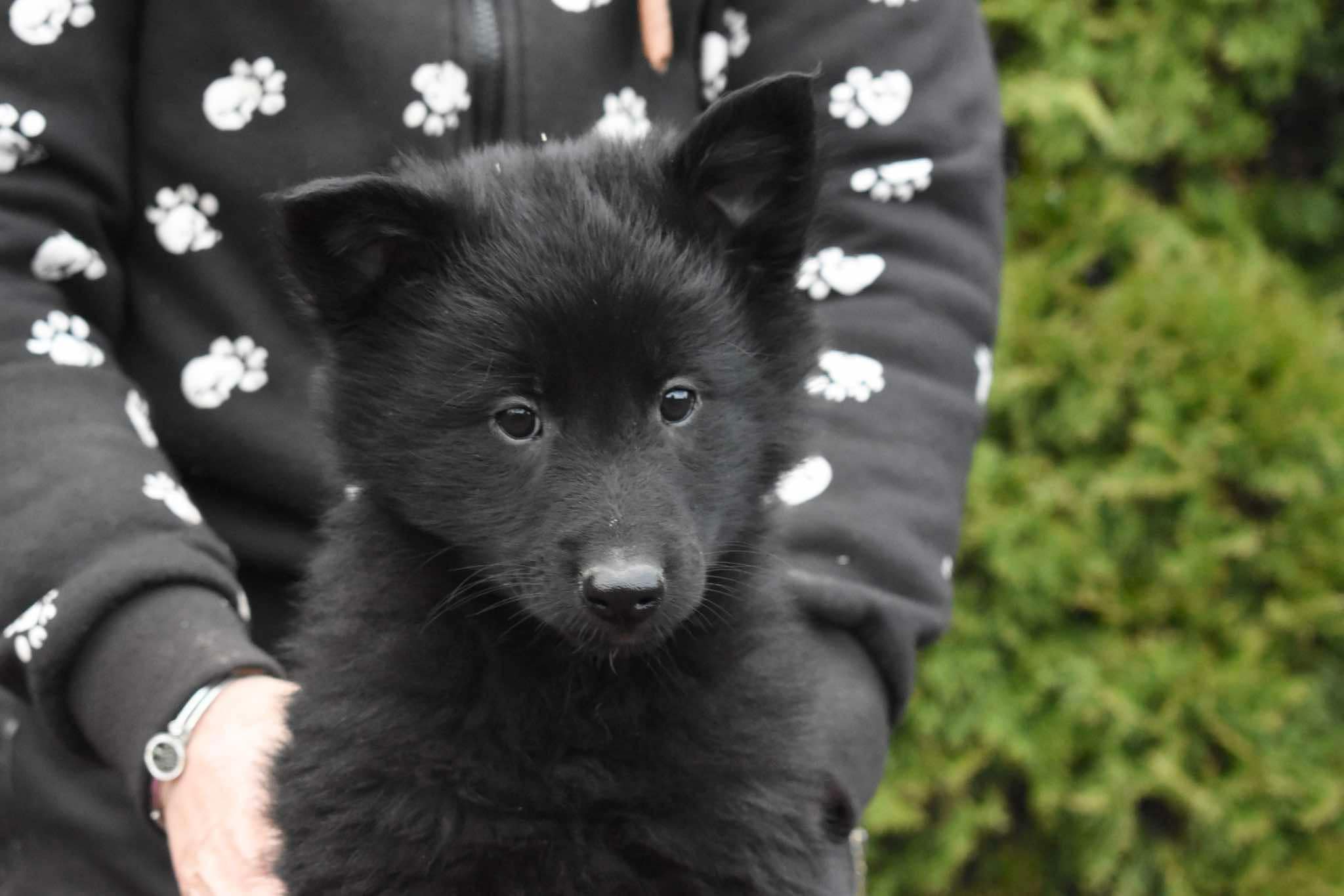 8 weeks old