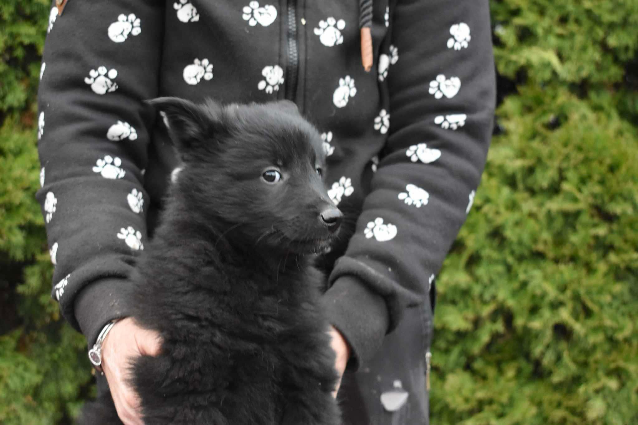 8 weeks old