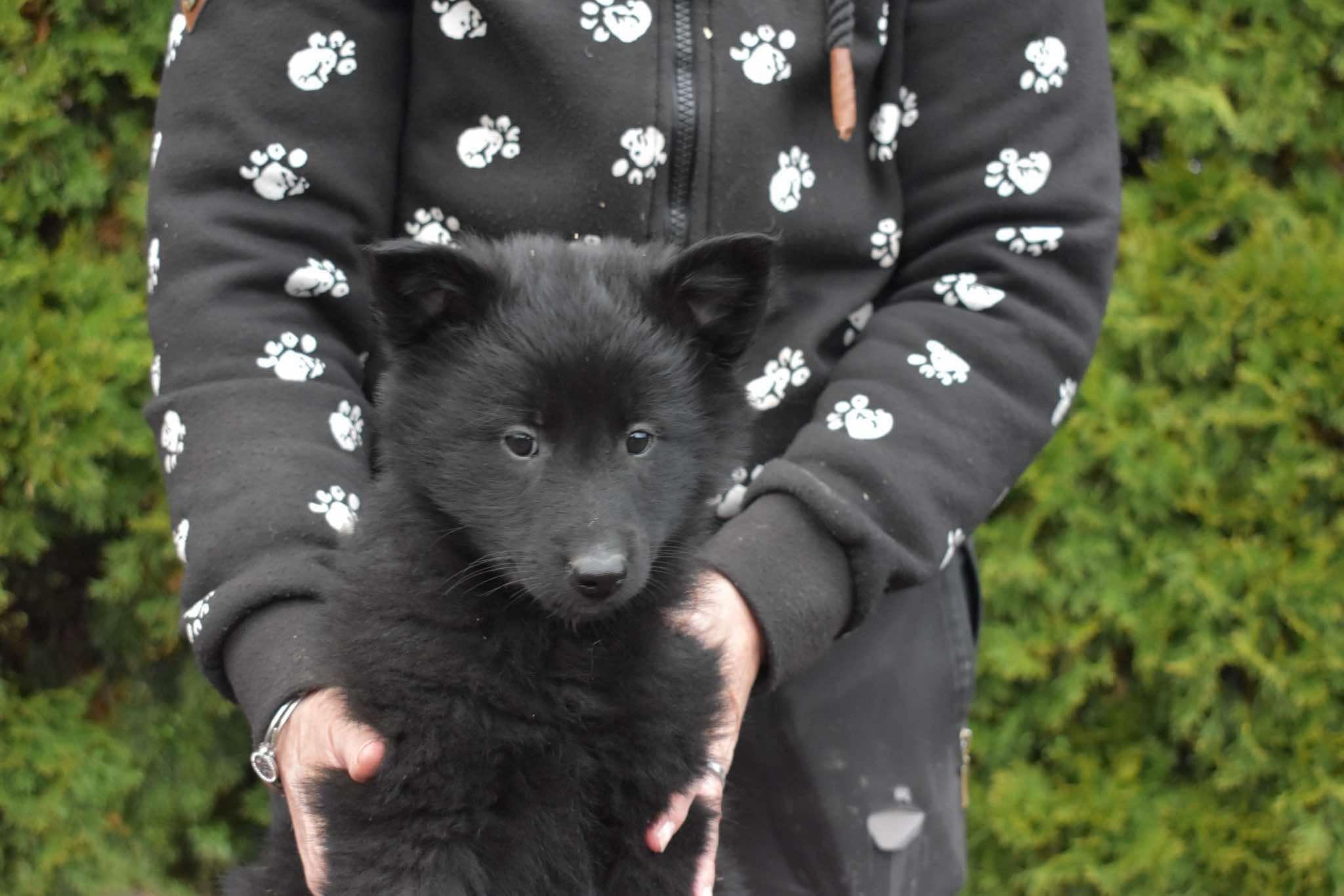 8 weeks old