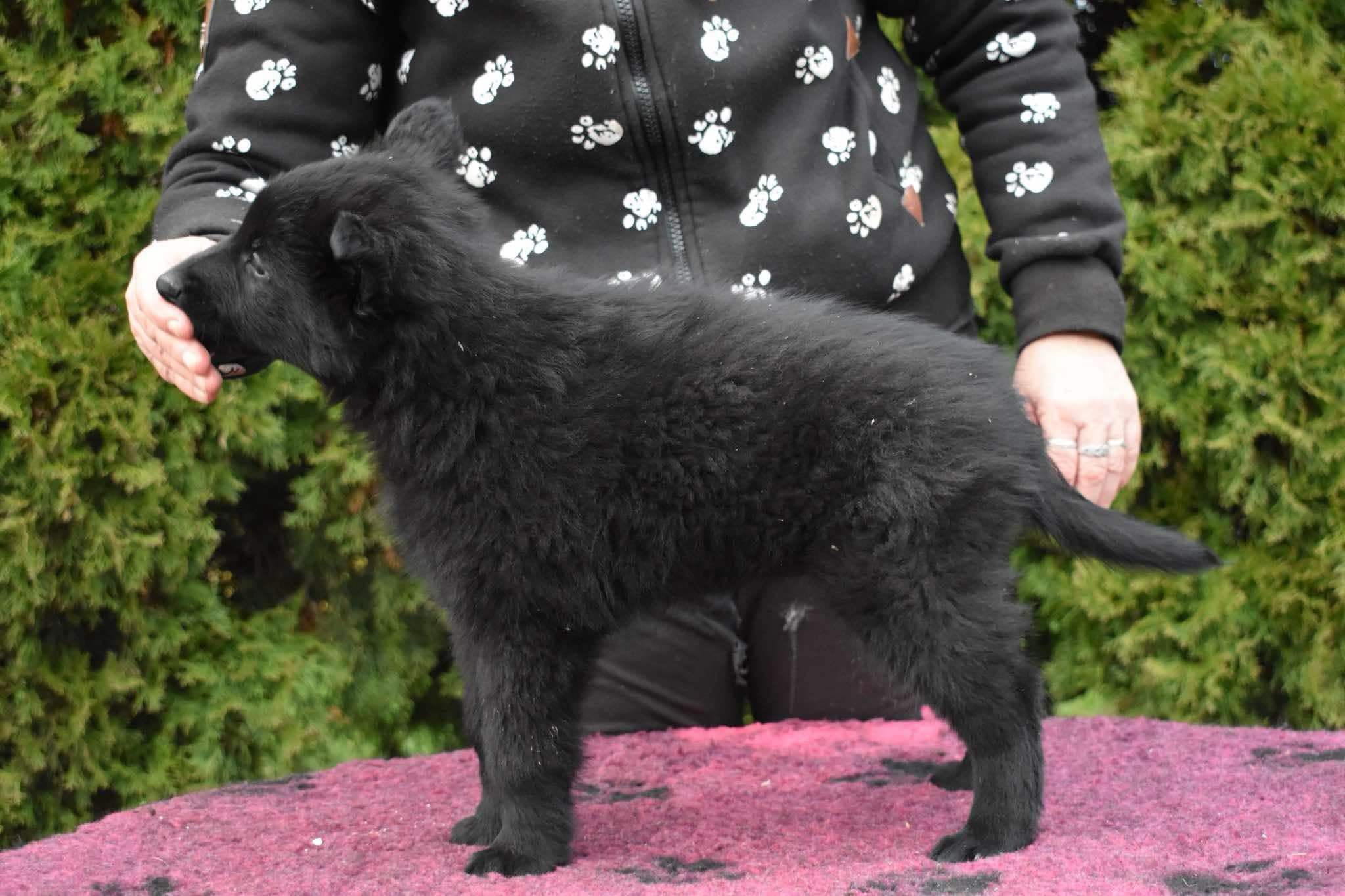 8 weeks old
