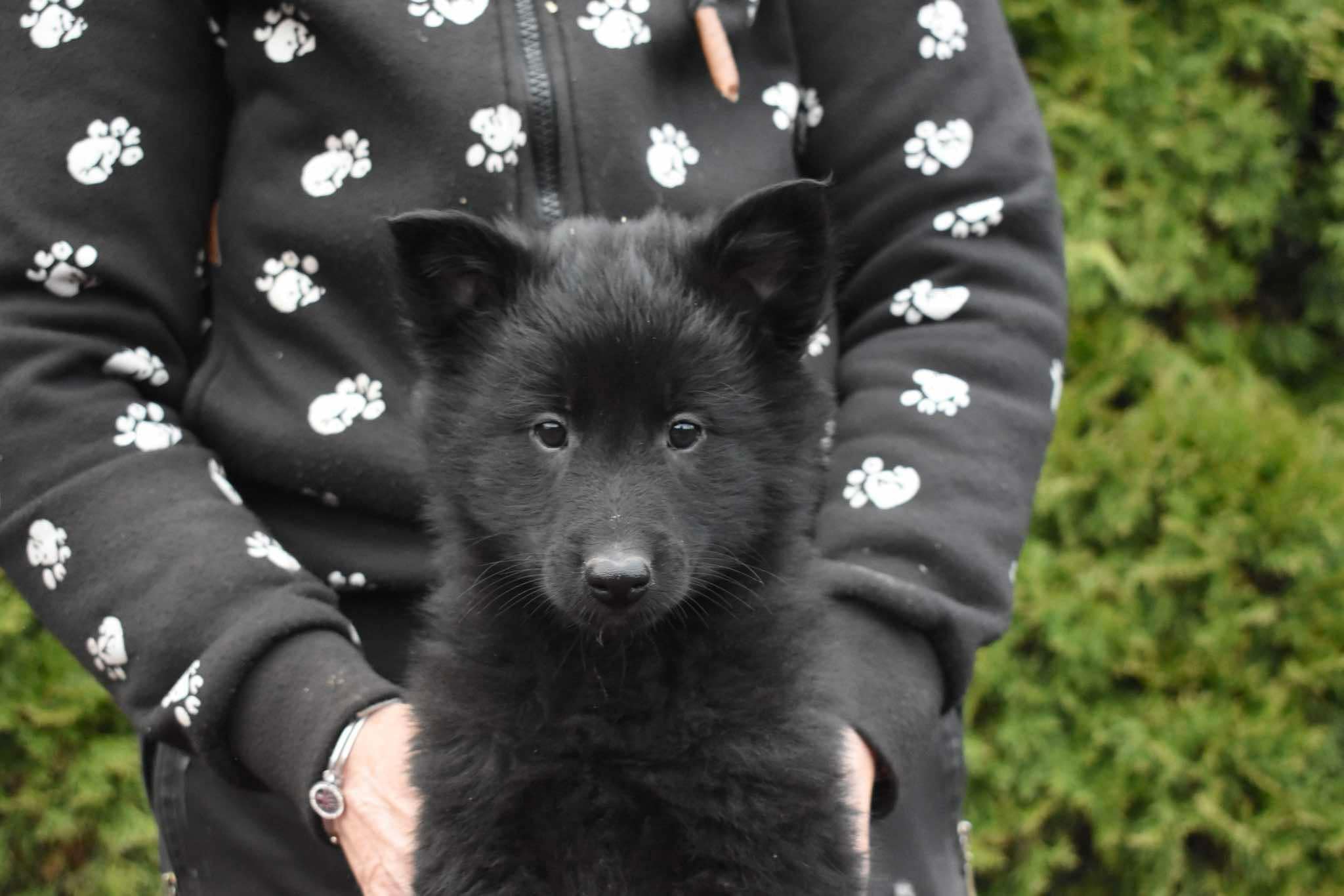 8 weeks old