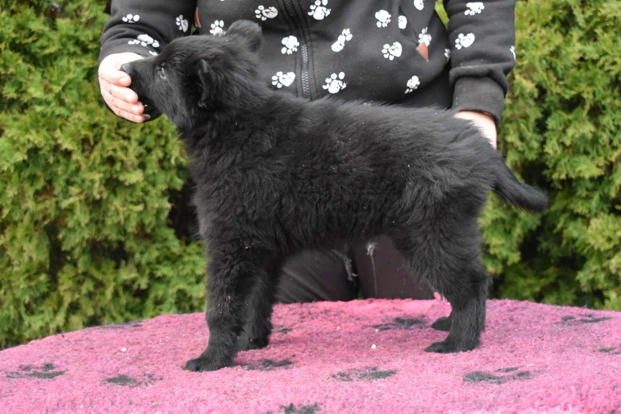 8 weeks old