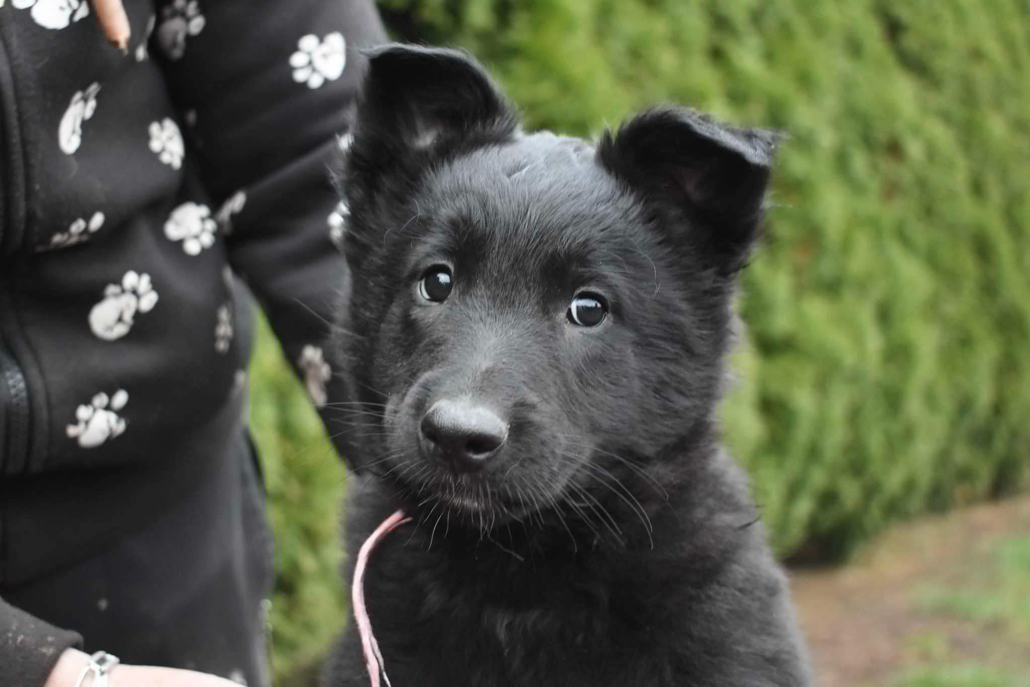 8 weeks old