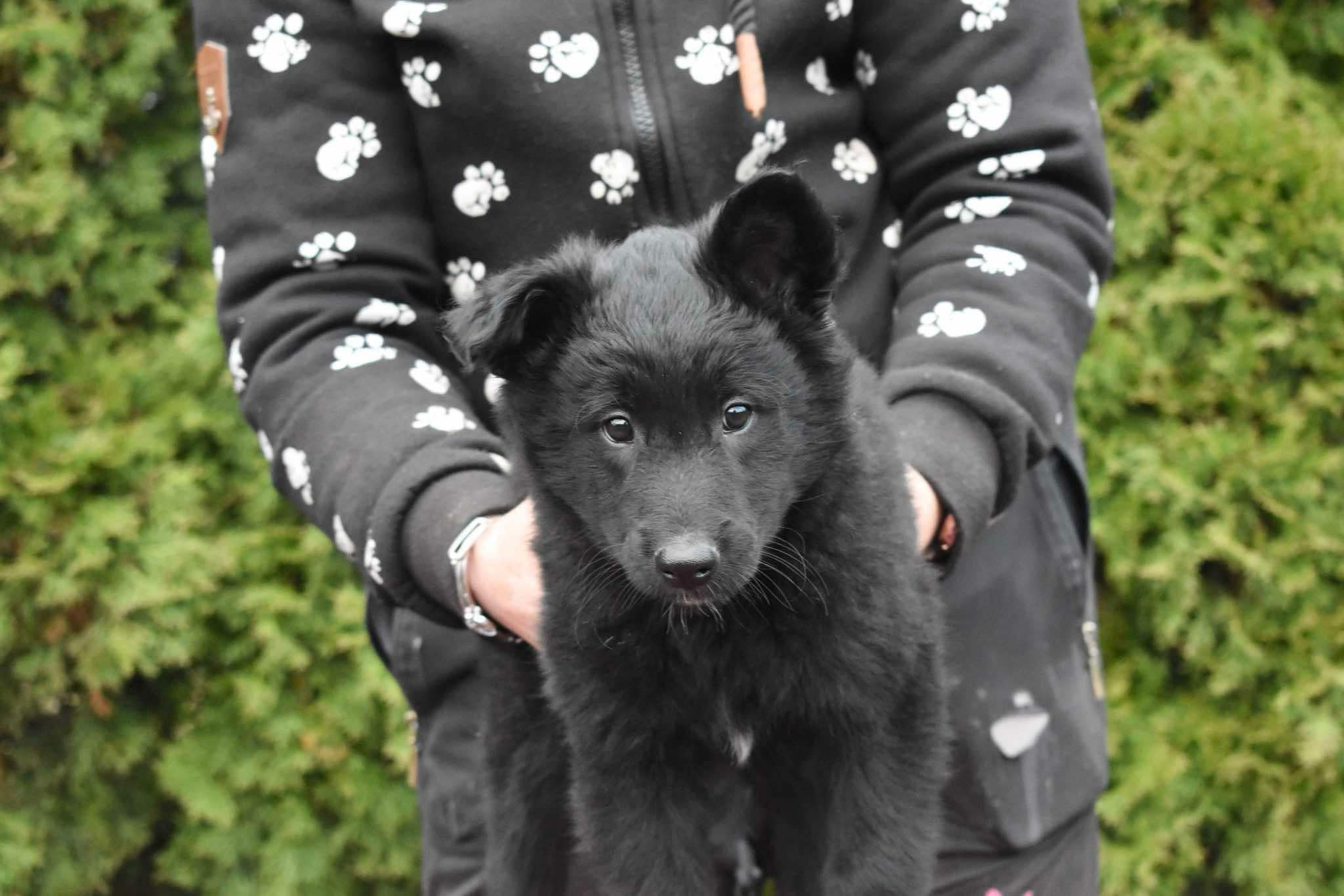 8 weeks old