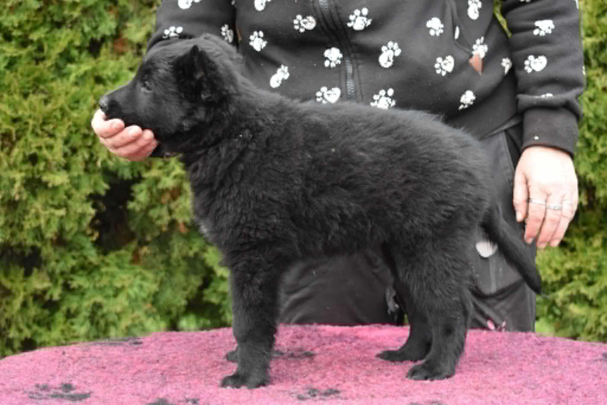 8 weeks old