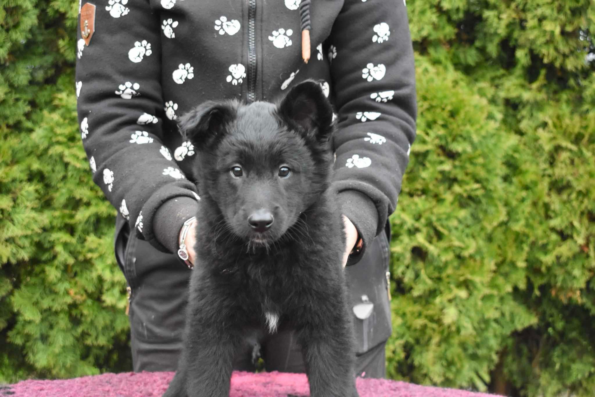 8 weeks old
