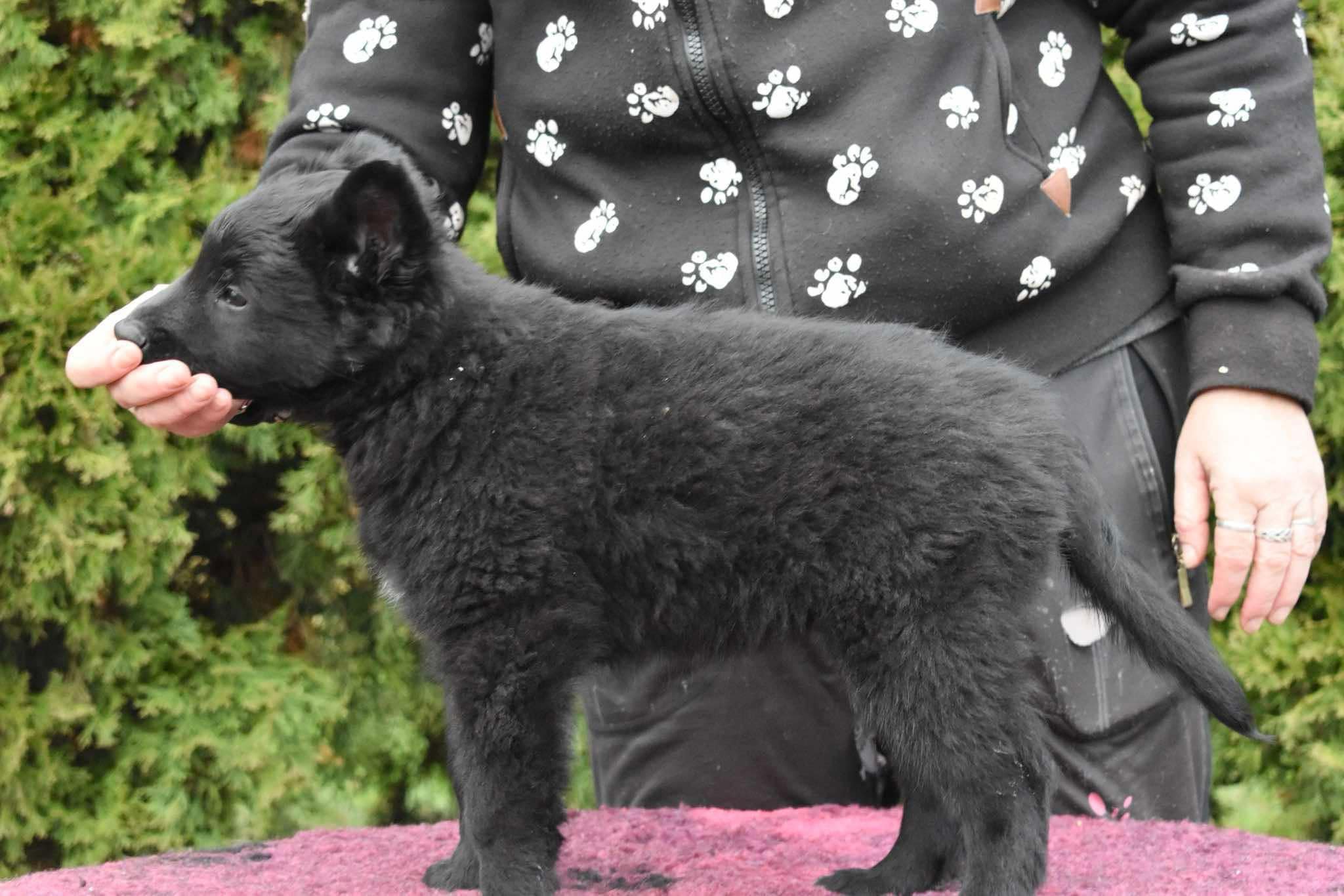8 weeks old