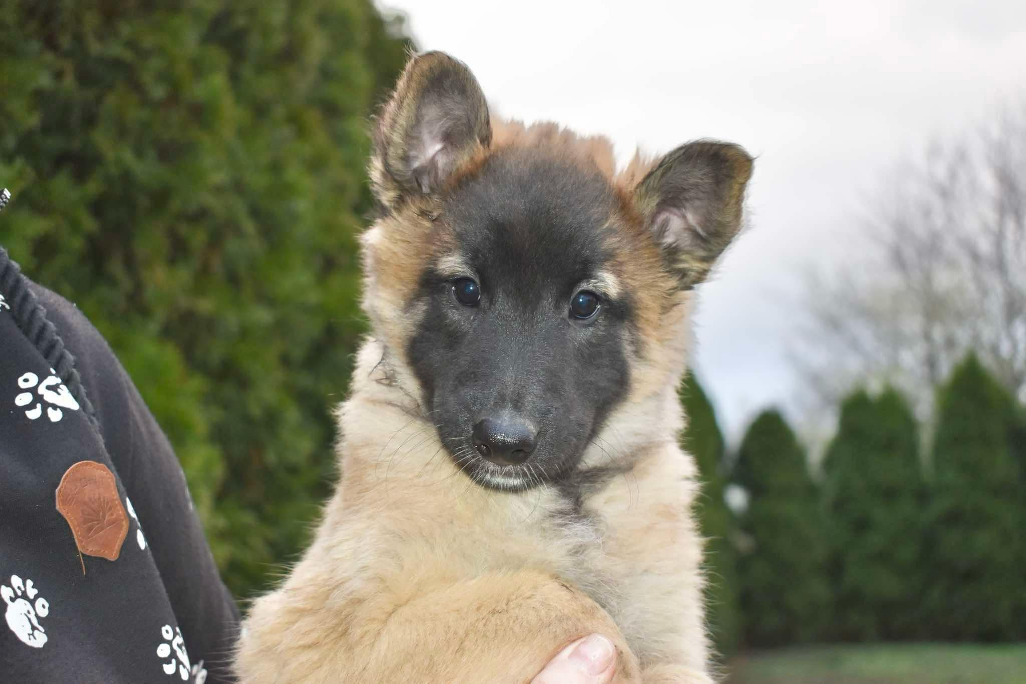9 weeks old
