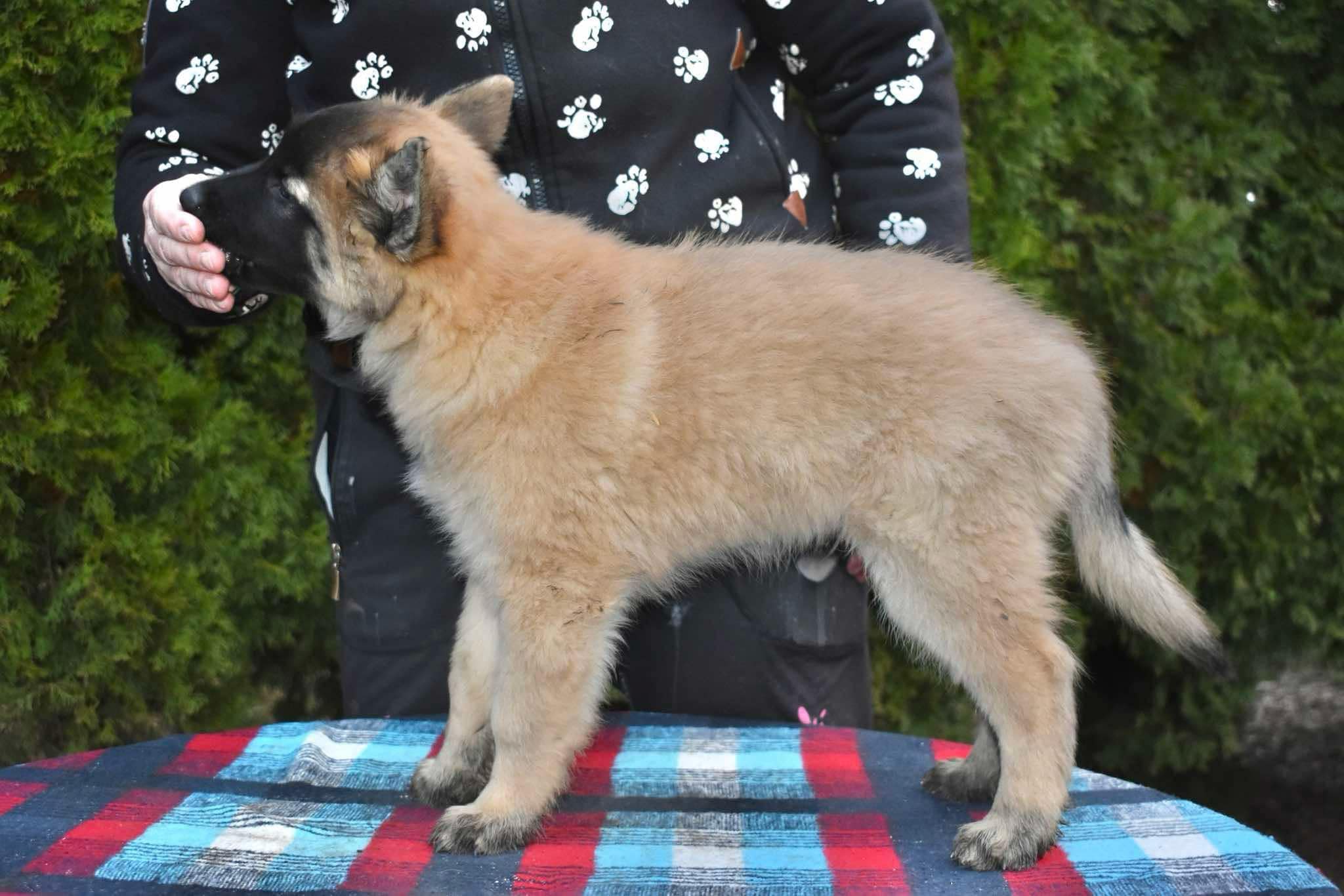 9 weeks old
