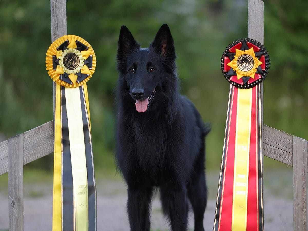 FI CH. obedience 1