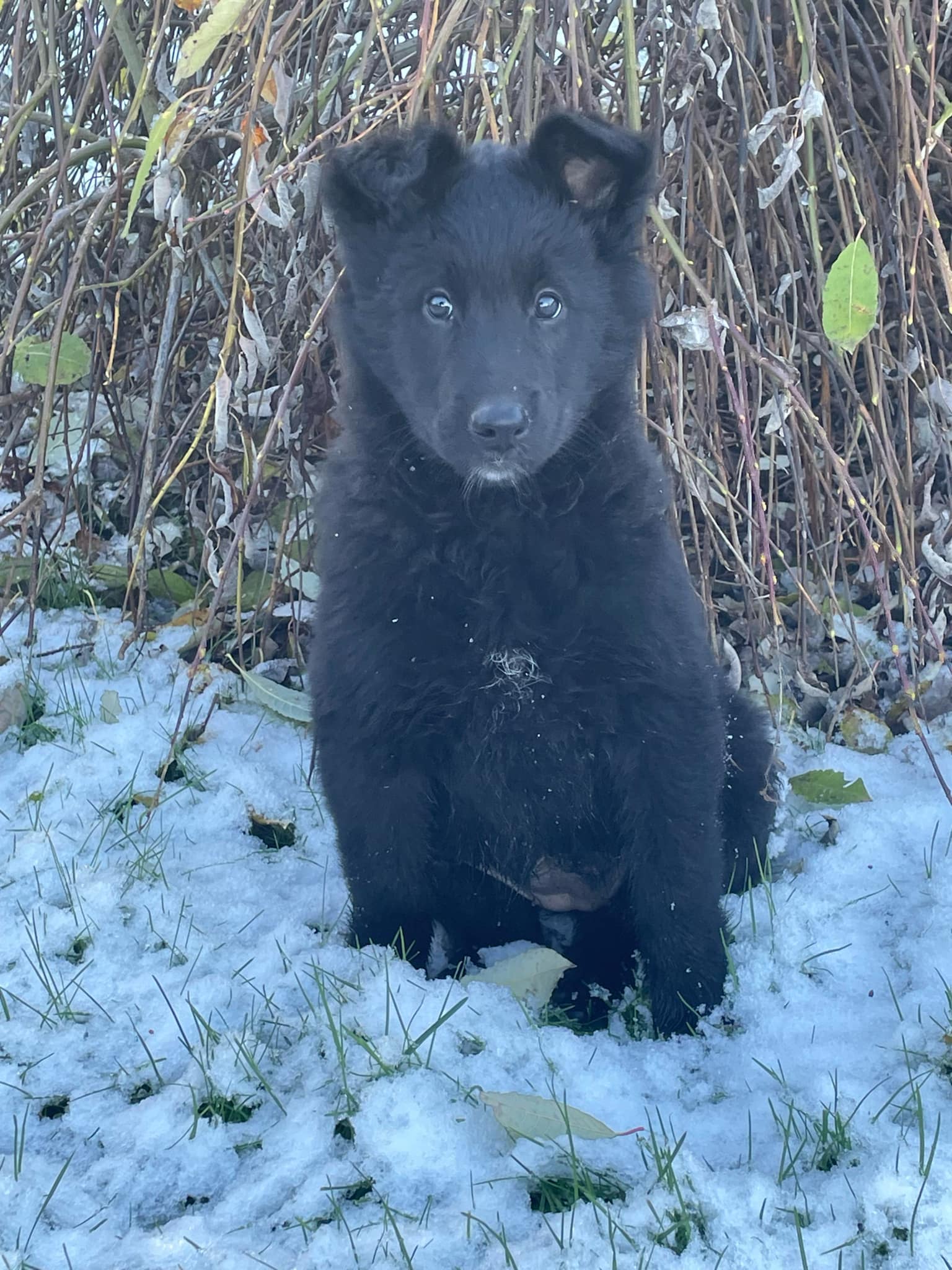 9 weeks old