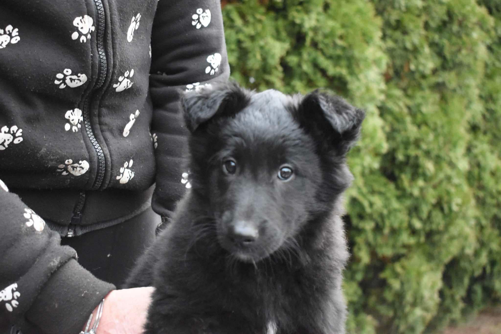 9 weeks old