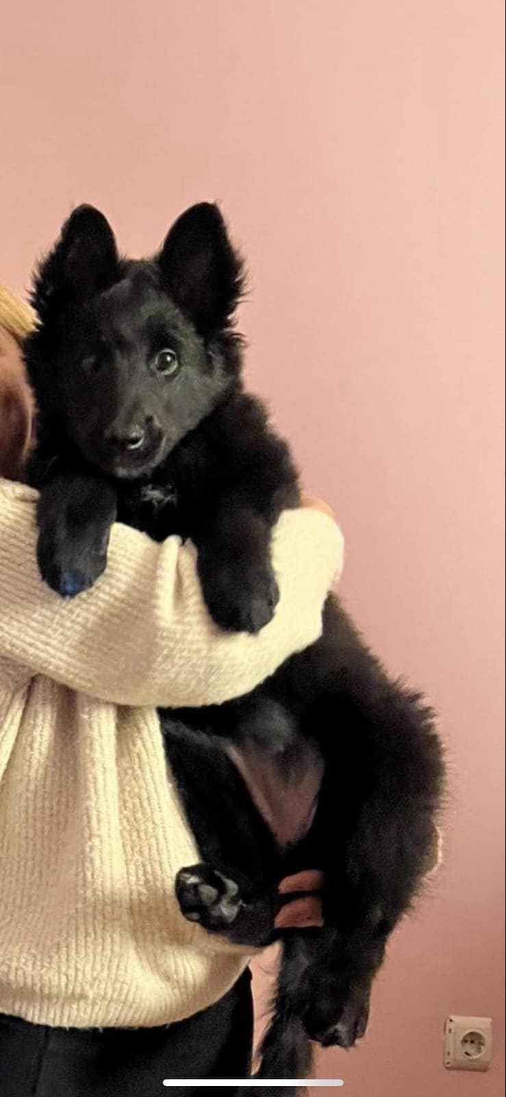 9.5 weeks old