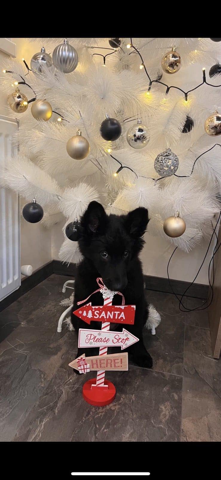 9.5 weeks old