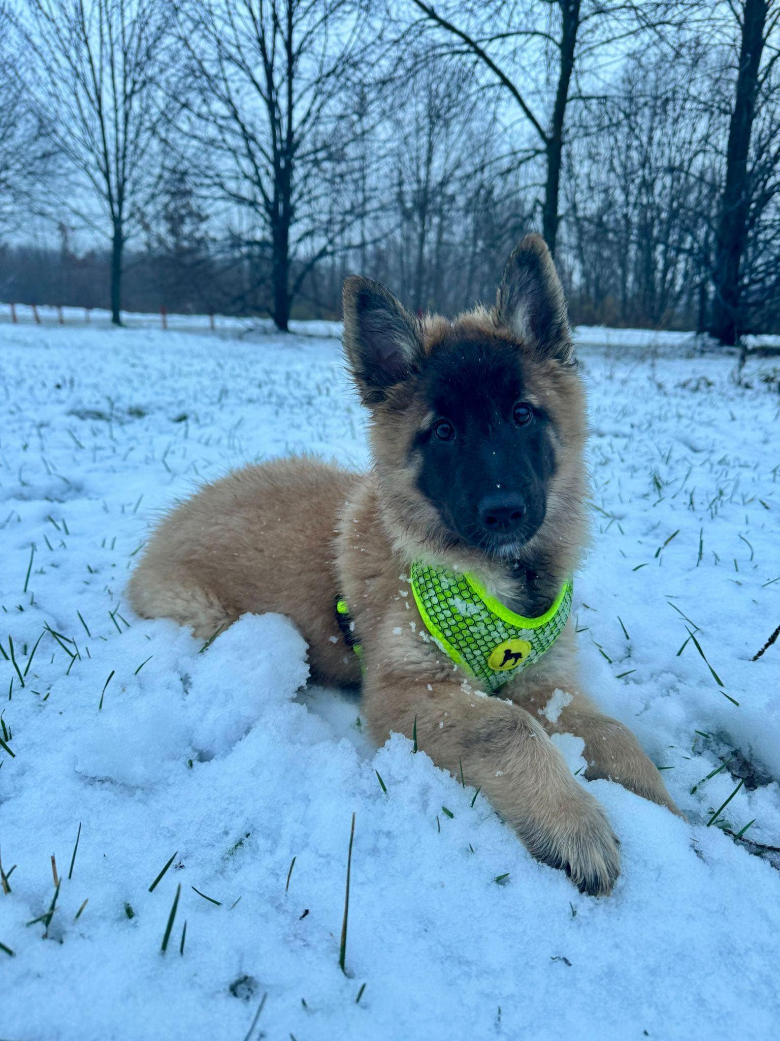 9.5 weeks old