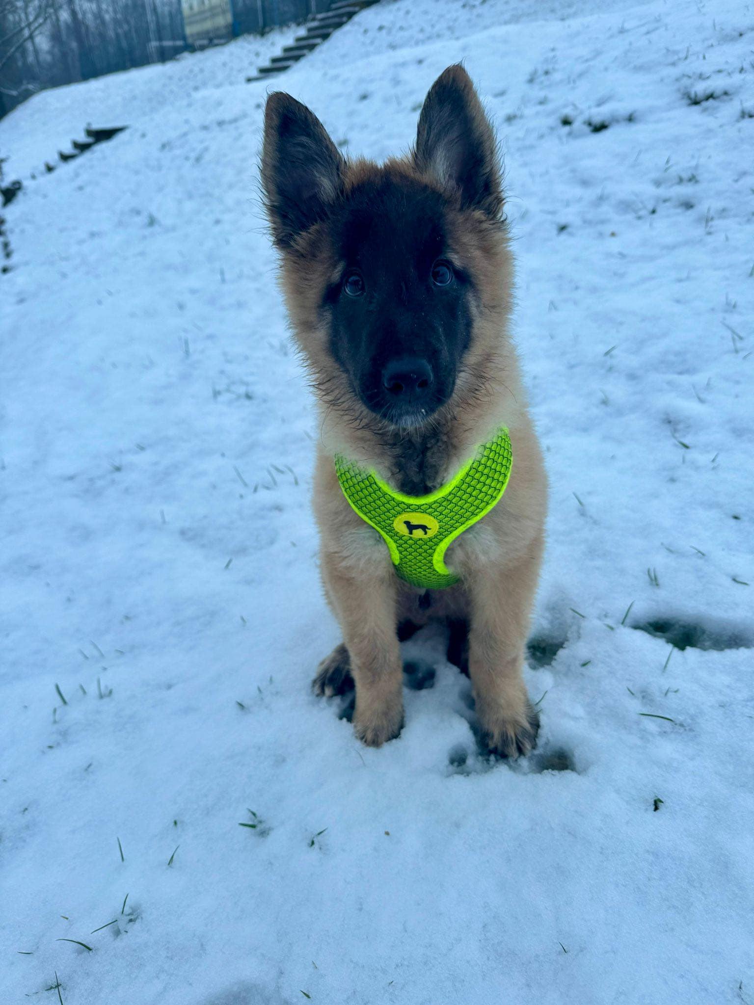 9.5 weeks old