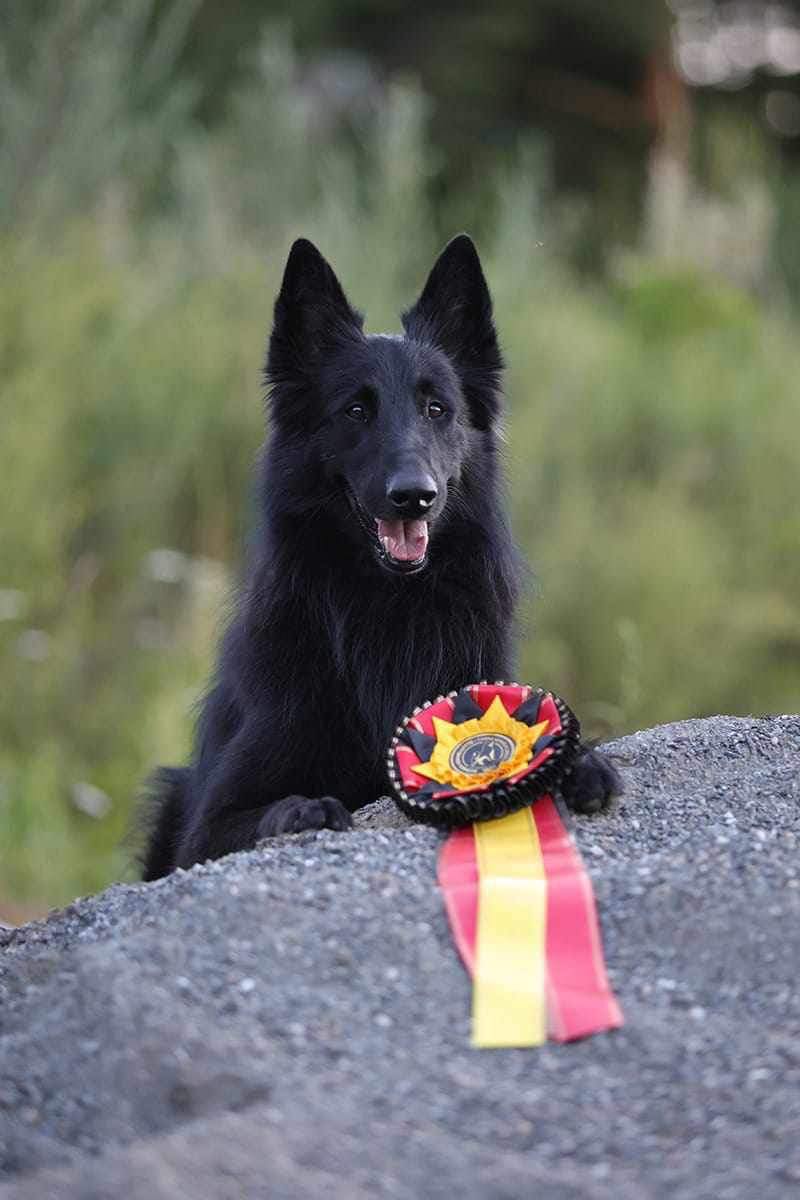 FI CH. obedience 2