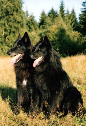 Jack and Qvido