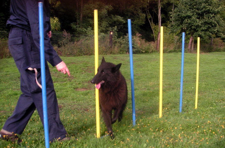 agility 1