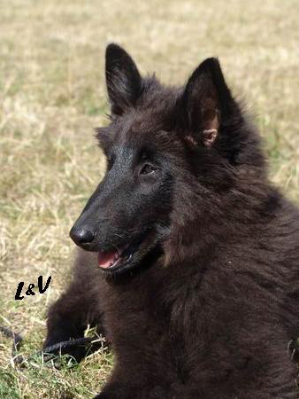 Lia de Bruine Buck 12