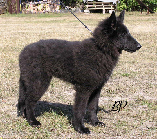 Lia de Bruine Buck 4